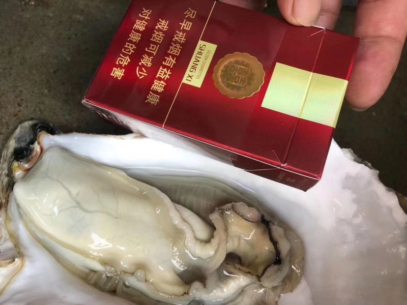 一手源头，珠海特大蚝，澳门拖鞋蚝，网红蚝，手臂蚝，价优