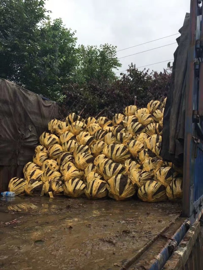 金叶复叶槭辽宁基地扦插苗，乔灌木都有快递邮寄