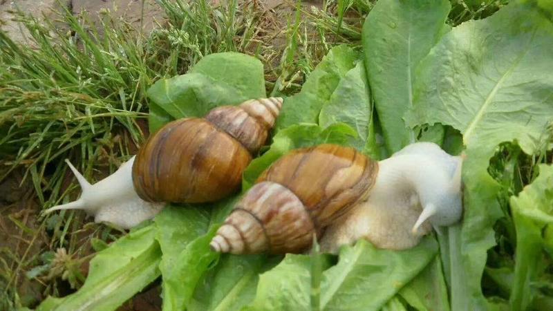 【热销】白玉蜗牛种批发包技术包回收品质保证全国质量保证