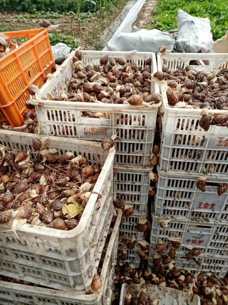 【热销】白玉蜗牛种批发包技术包回收品质保证全国质量保证