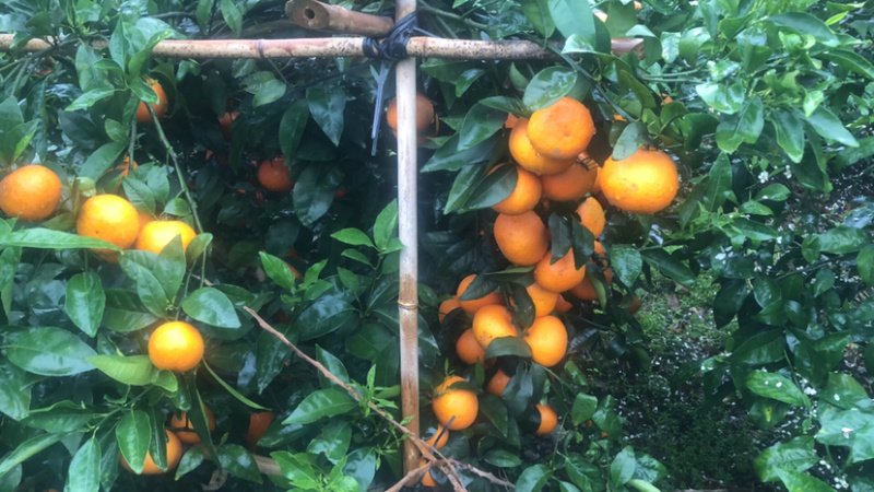 沃柑