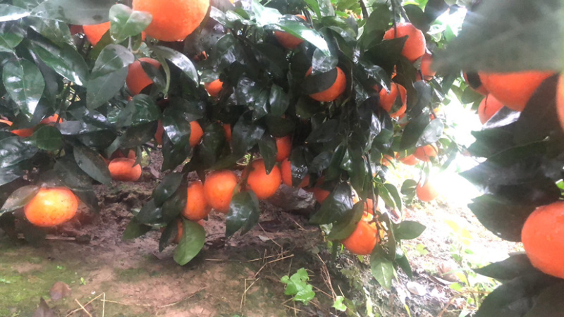 沃柑