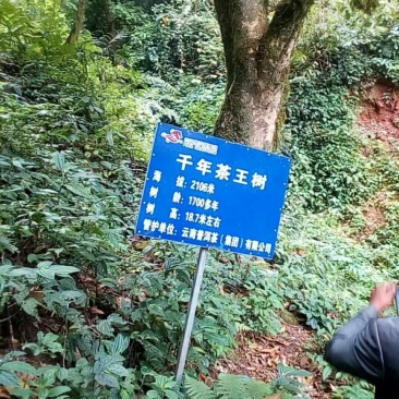 2028古树茶