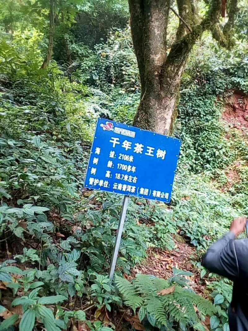 2028古树茶