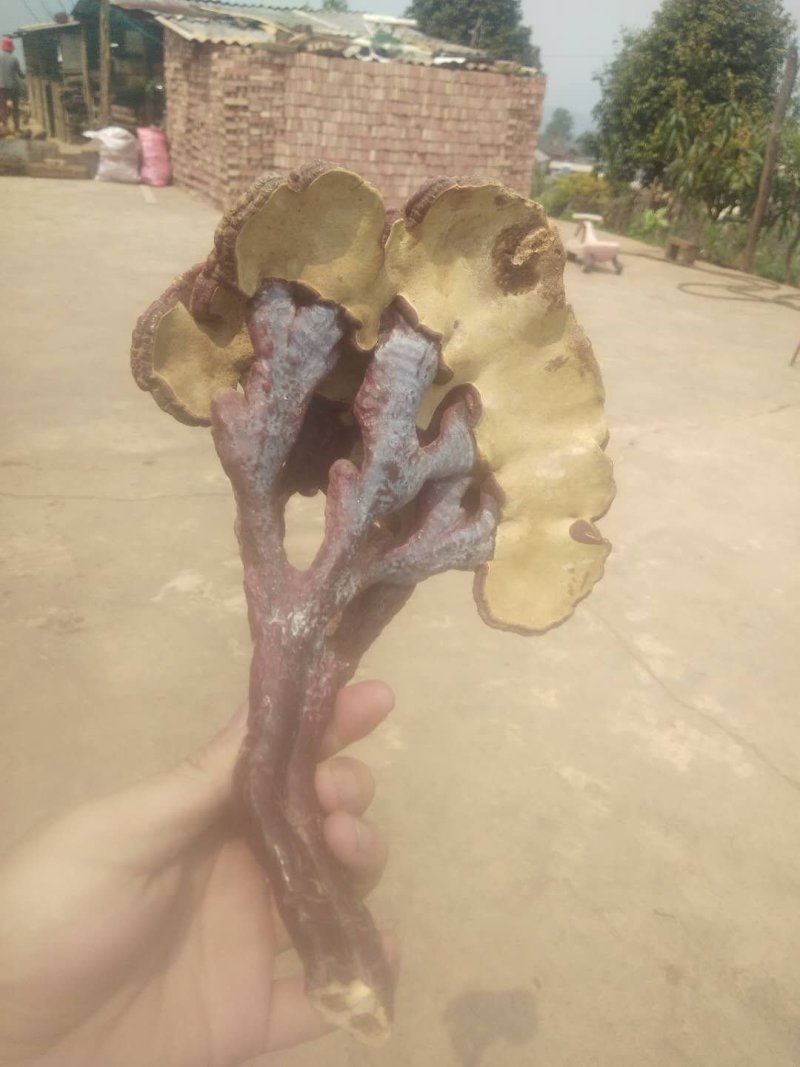 野生灵芝