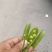 甜豆，豌豆，中豌精品豌豆，产区直发，整车