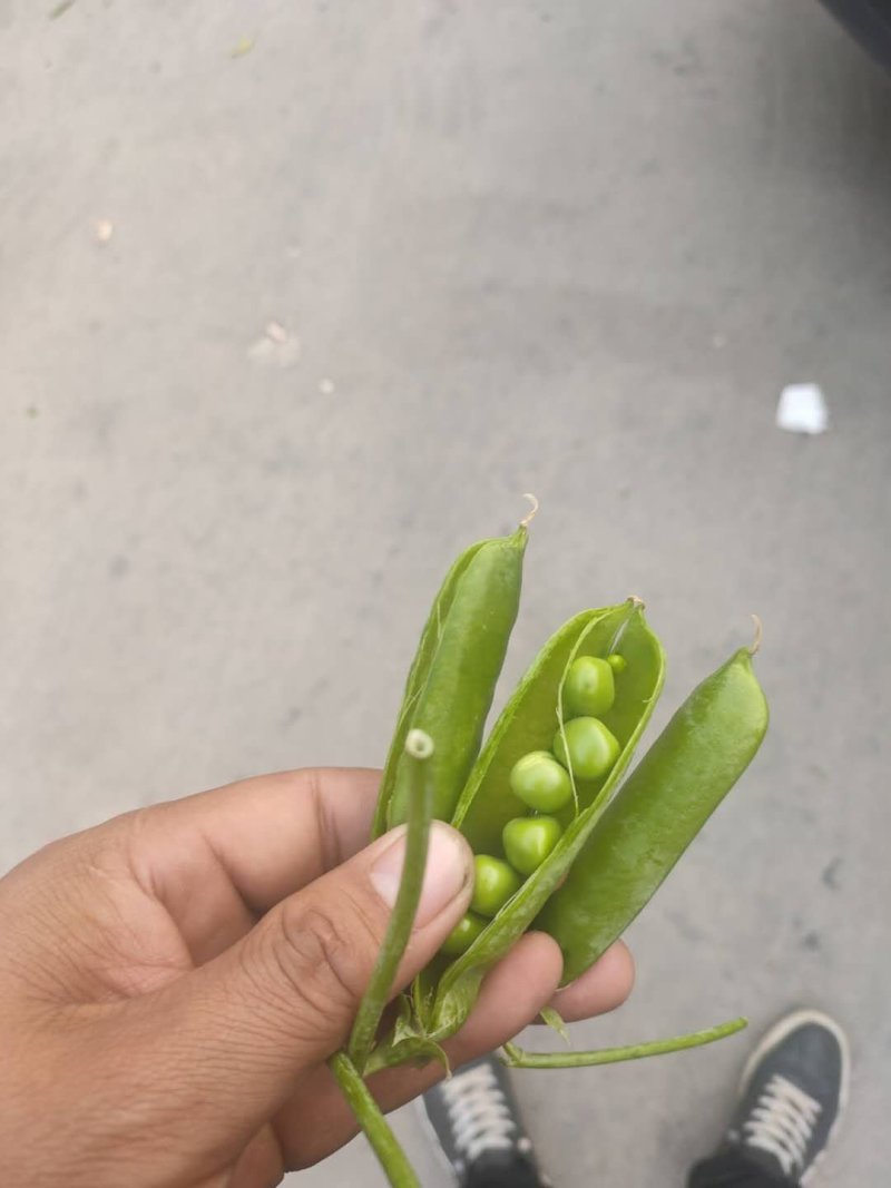 甜豆，豌豆，中豌精品豌豆，产区直发，整车