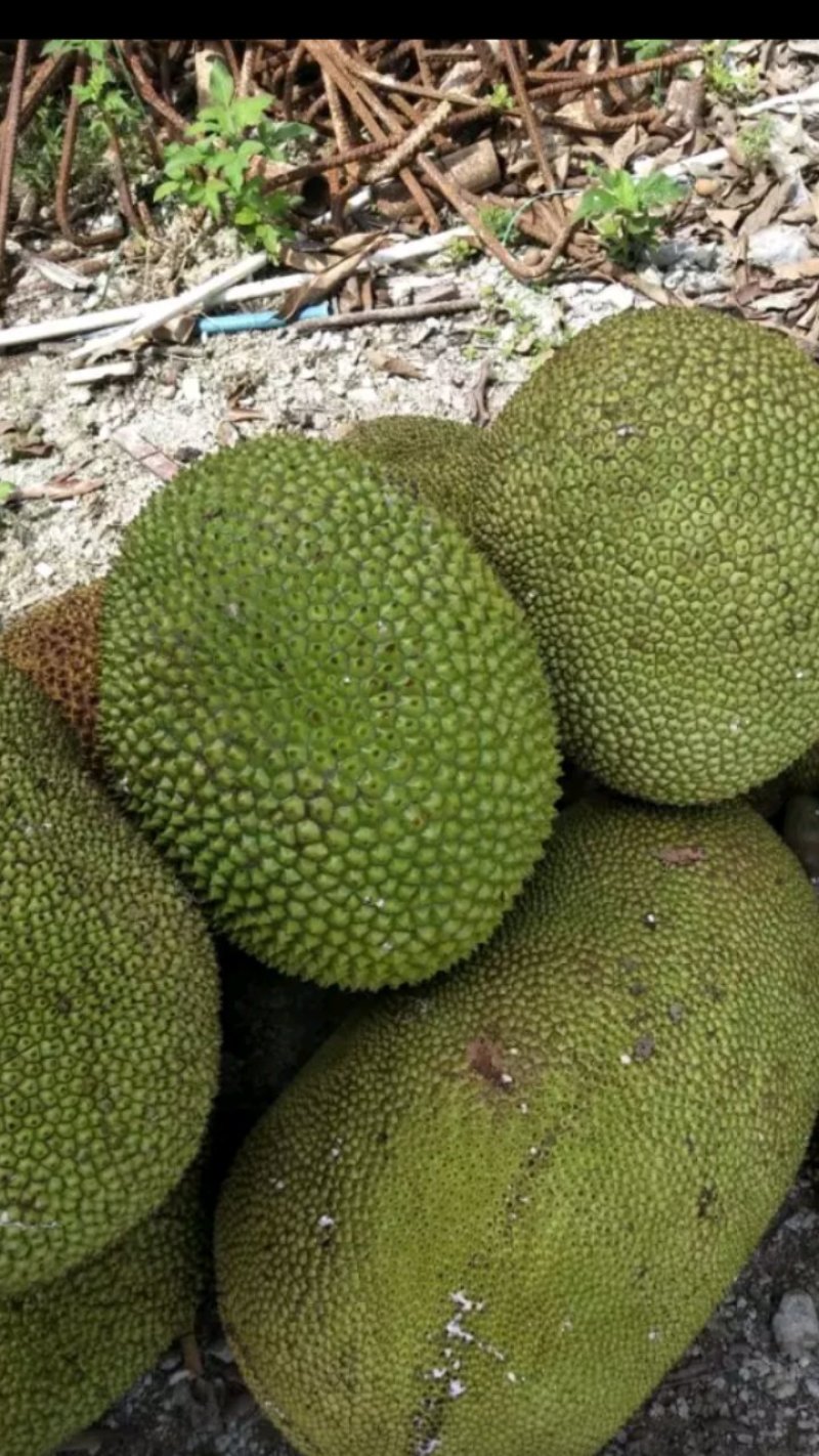 产地大量特产精品广东菠萝蜜