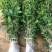 桂花树桂花苗金桂花苗八月桂花苗成活率现挖现发