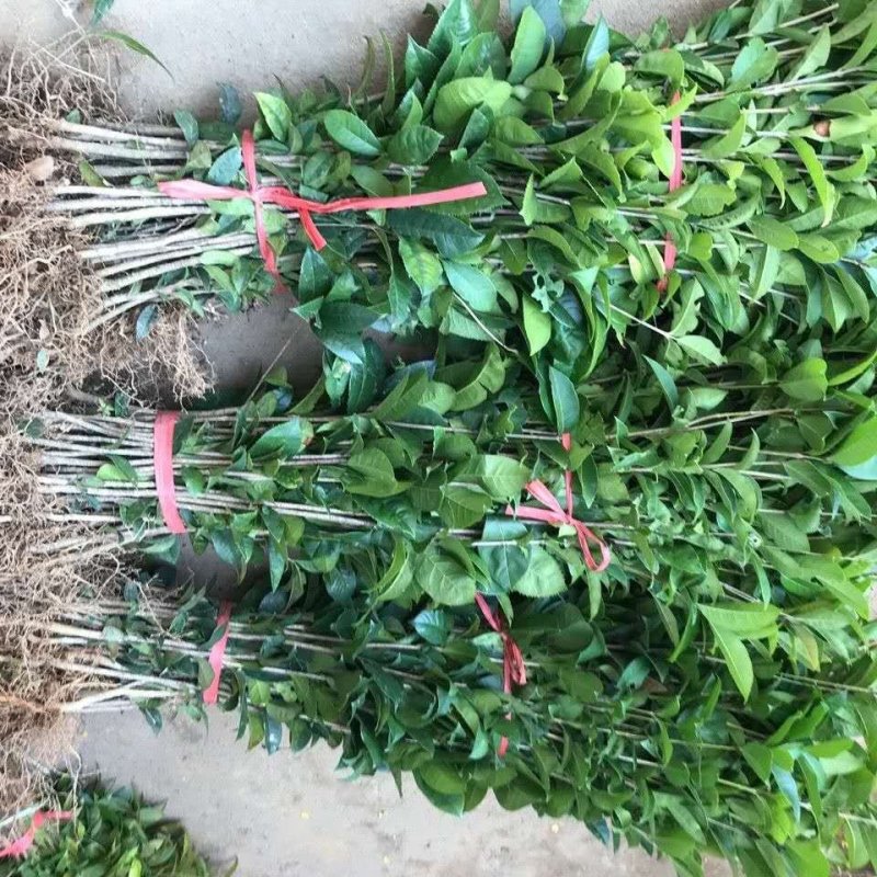 桂花树桂花苗金桂花苗八月桂花苗成活率现挖现发