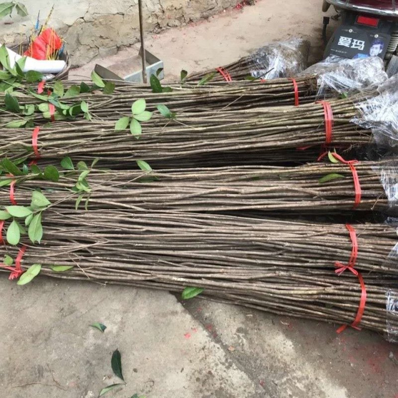 桂花树桂花苗金桂花苗八月桂花苗成活率现挖现发
