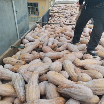 广西南宁坡地南瓜甜甜的绵绵的基地发货可地头看货拉货