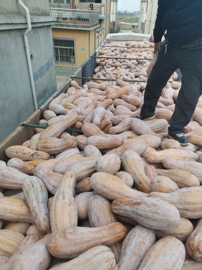 广西南宁坡地南瓜甜甜的绵绵的基地发货可地头看货拉货