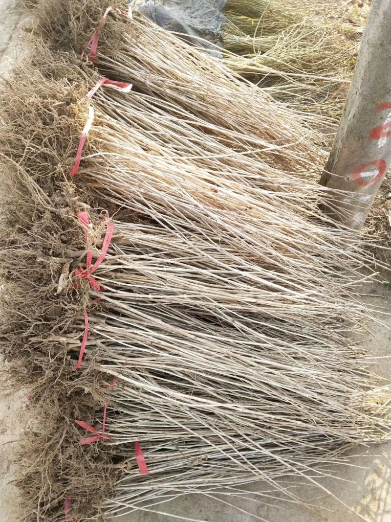 锦带，优质锦带，红王子锦带，金叶锦带，四季锦带，产地直供