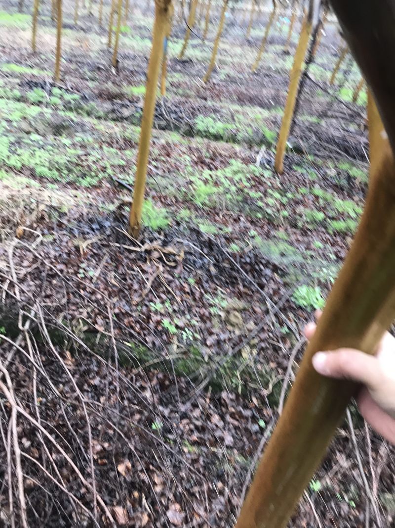 紫薇树紫薇苗紫薇红花紫薇占地紫薇苗白日红紫薇花