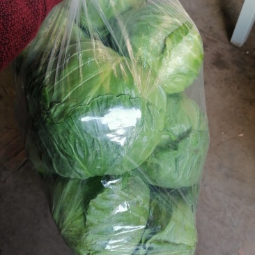 精品大棚宣菜甘蓝