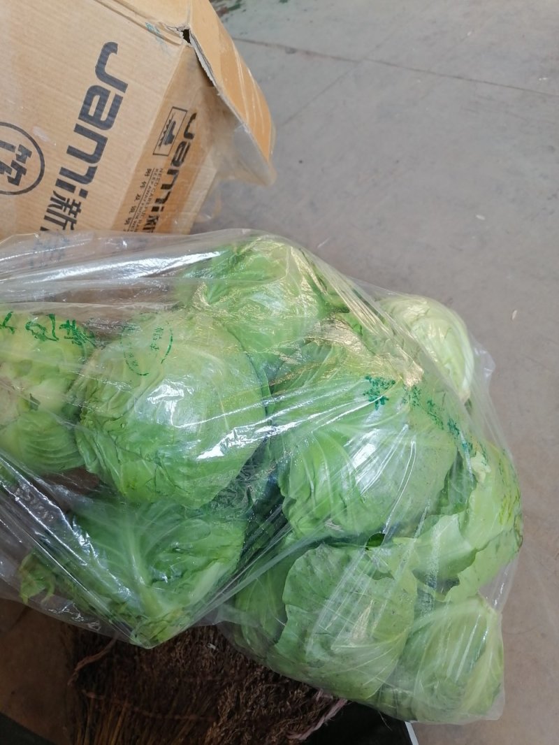 精品大棚宣菜甘蓝