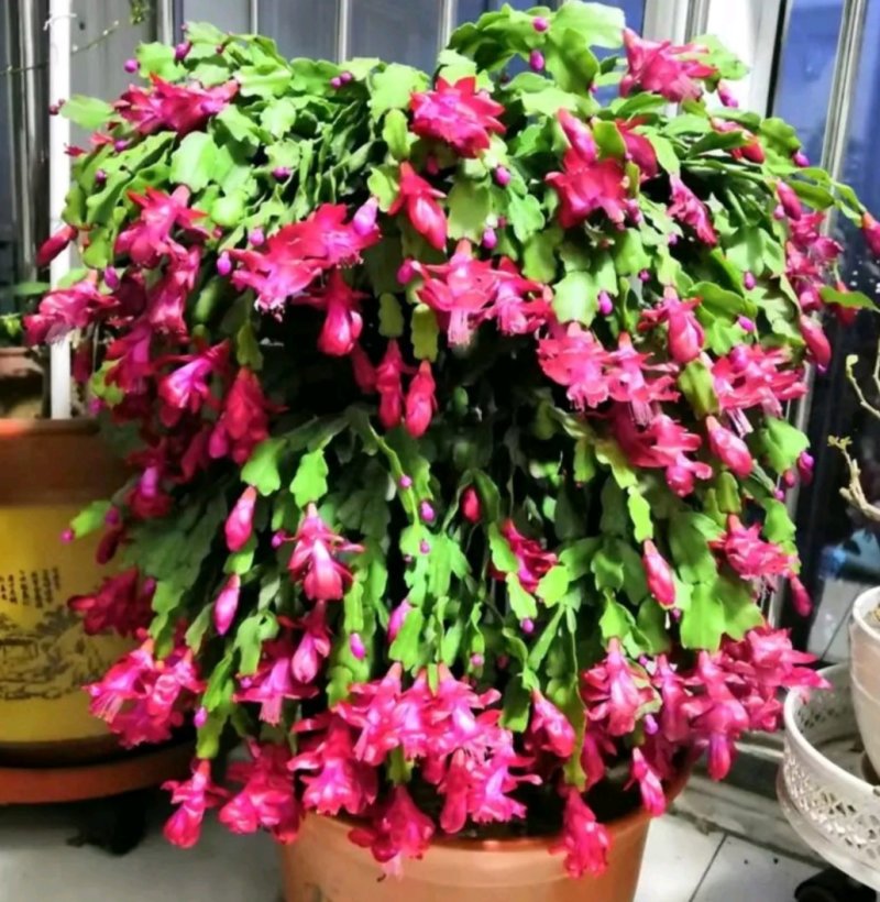 多色蟹爪兰花色齐全1基地直销包邮