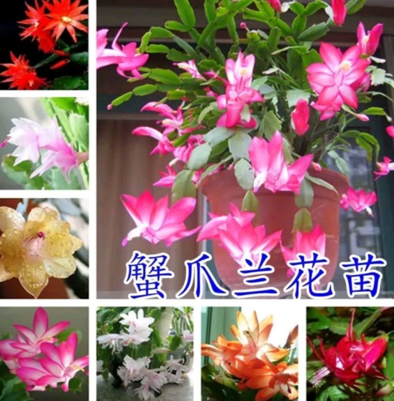 多色蟹爪兰花色齐全1基地直销包邮
