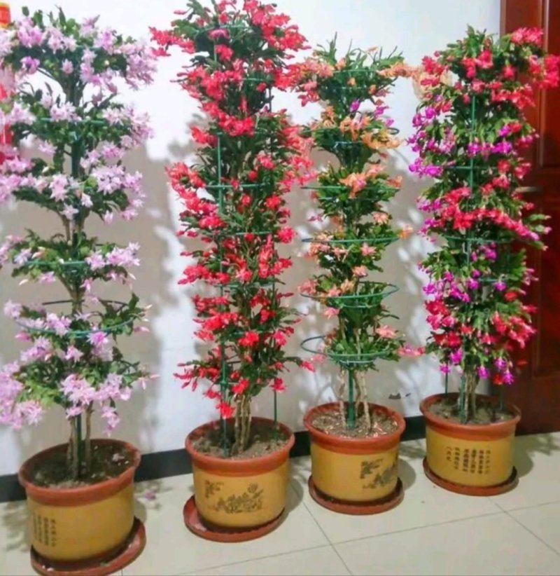 多色蟹爪兰花色齐全1基地直销包邮