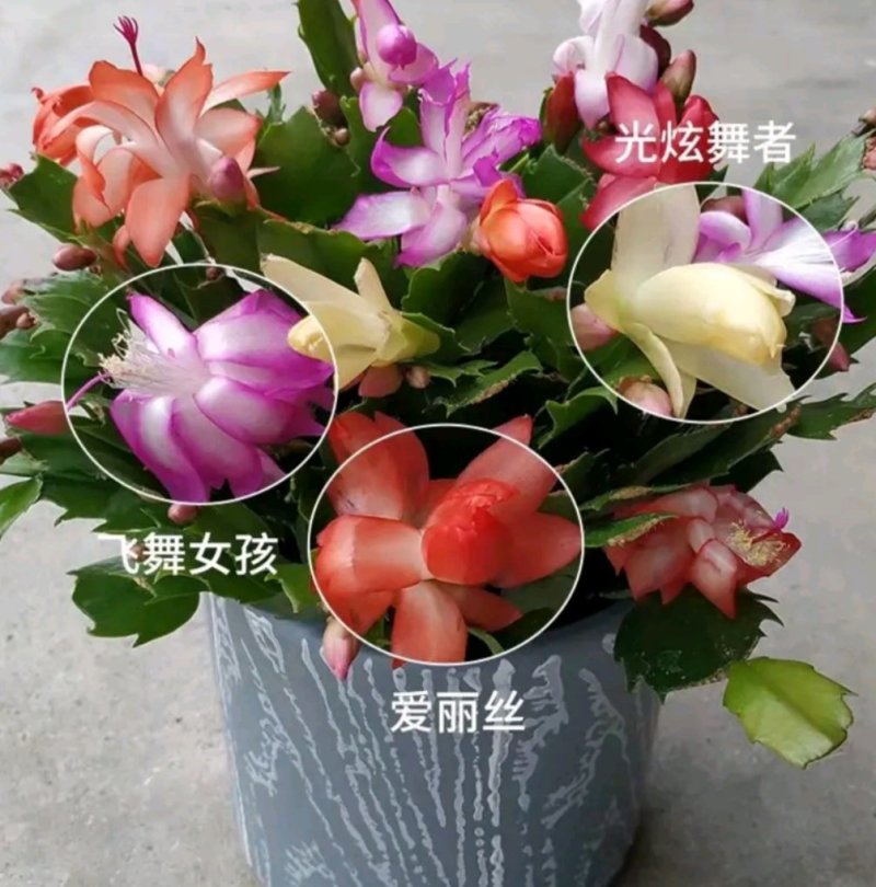 多色蟹爪兰花色齐全1基地直销包邮