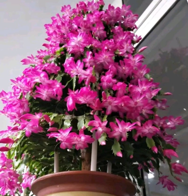 多色蟹爪兰花色齐全1基地直销包邮