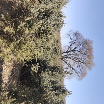 云杉