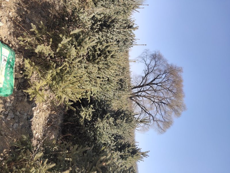 云杉