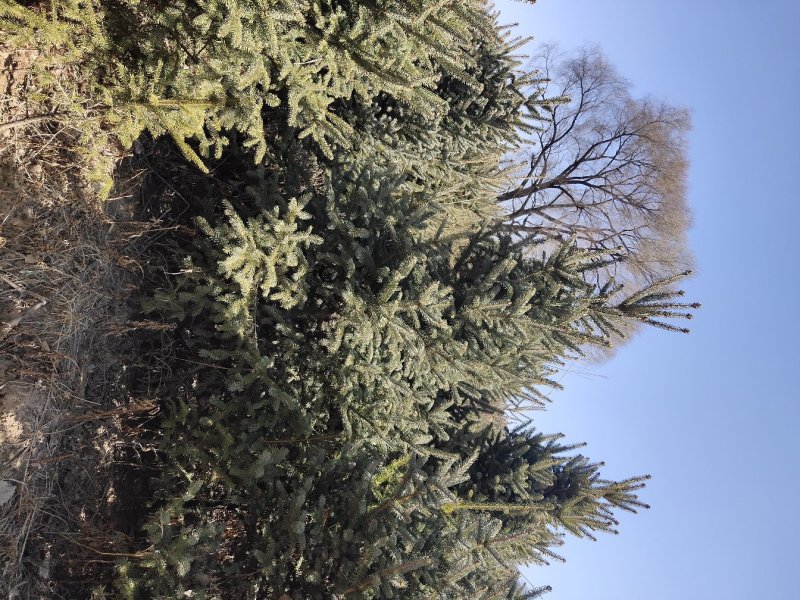 云杉
