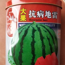抗病大果地雷春秋耐裂甜王西瓜种子品种种子