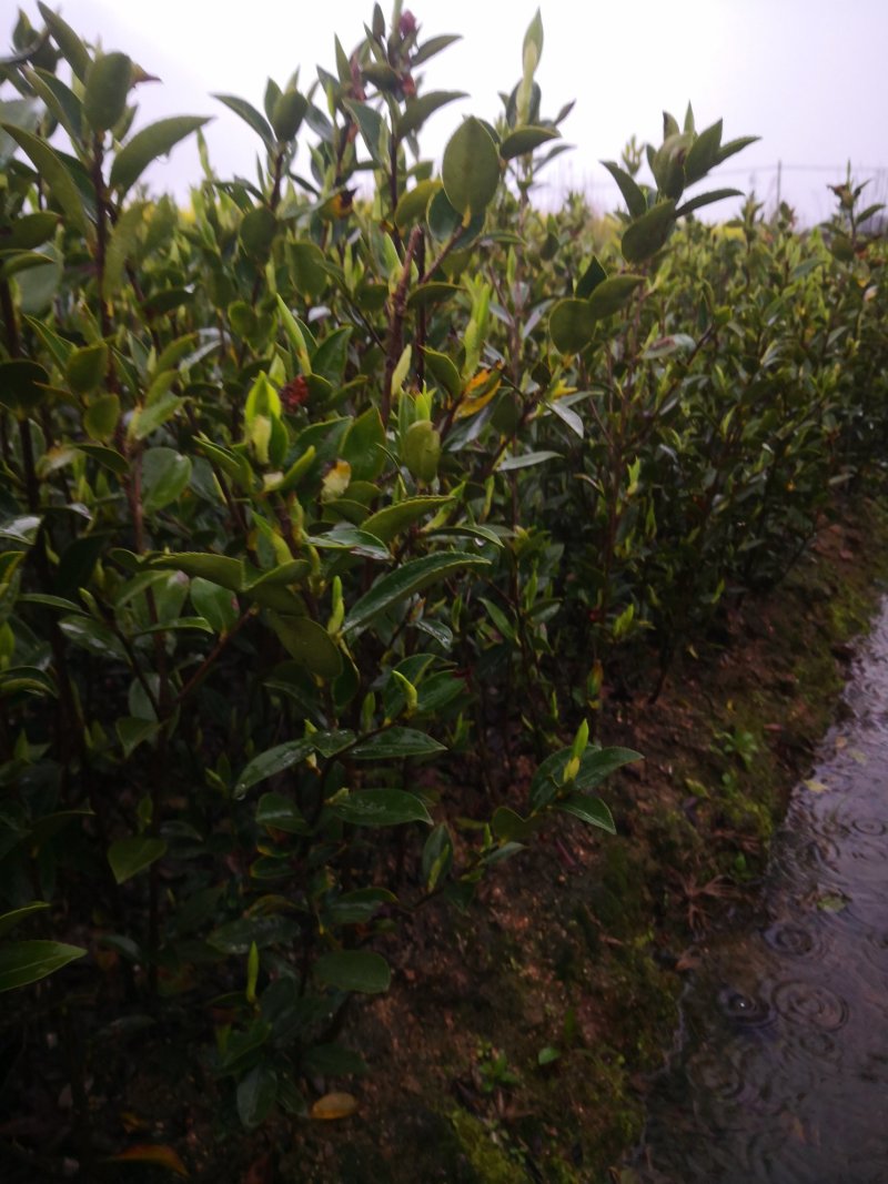 湖南油茶苗高产嫁接三年大杯油茶苗，二年生嫁接茶树苗。