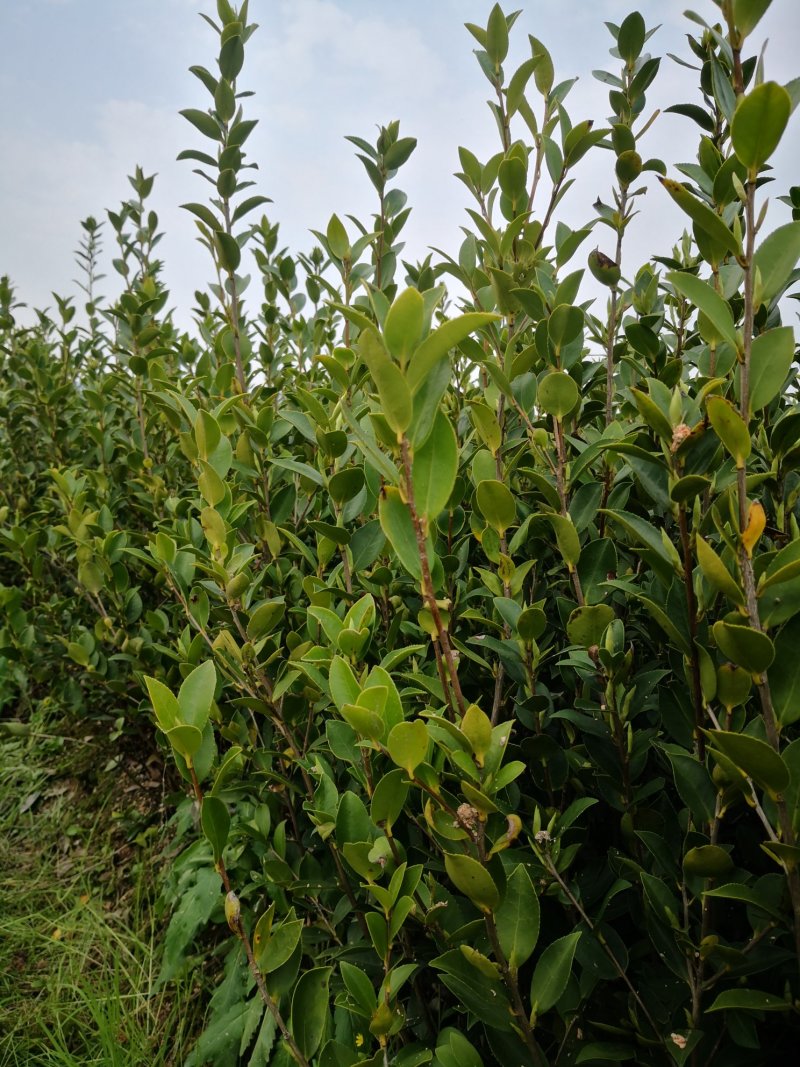 湖南油茶苗高产嫁接三年大杯油茶苗，二年生嫁接茶树苗。