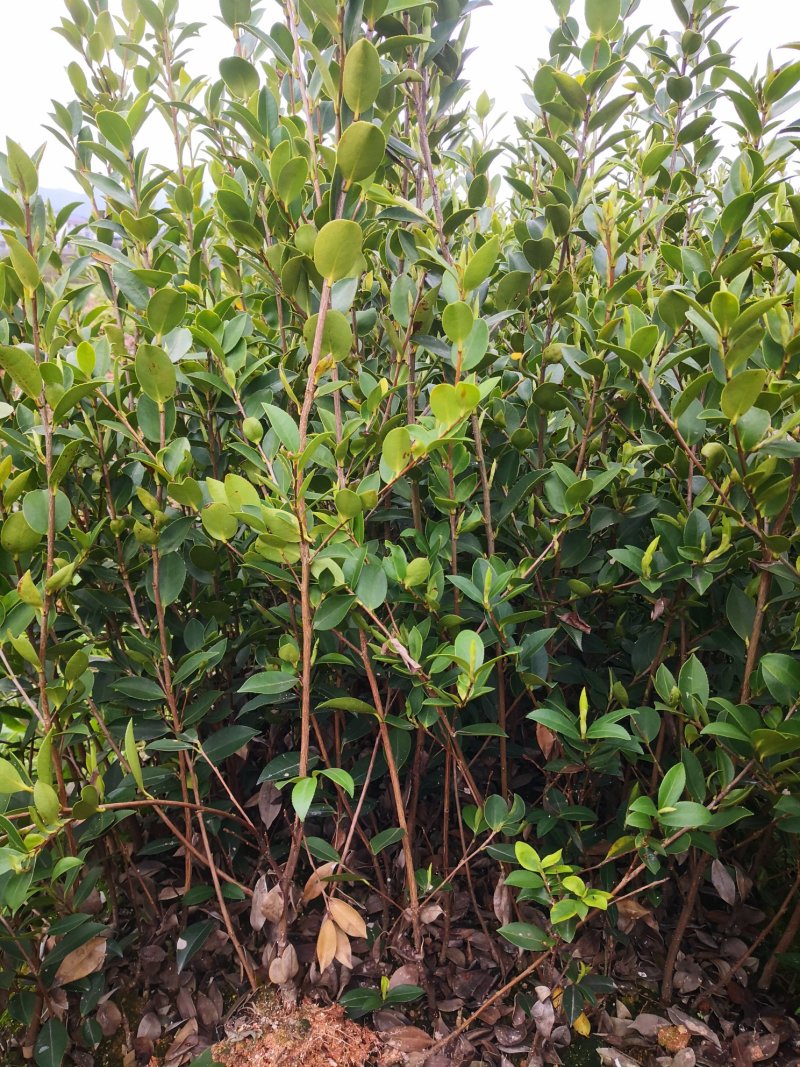 湖南油茶苗高产嫁接三年大杯油茶苗，二年生嫁接茶树苗。