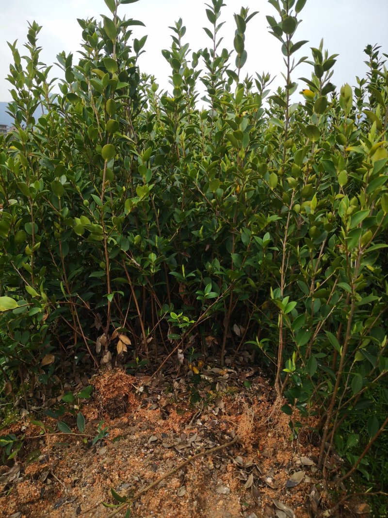 湖南油茶苗高产嫁接三年大杯油茶苗，二年生嫁接茶树苗。
