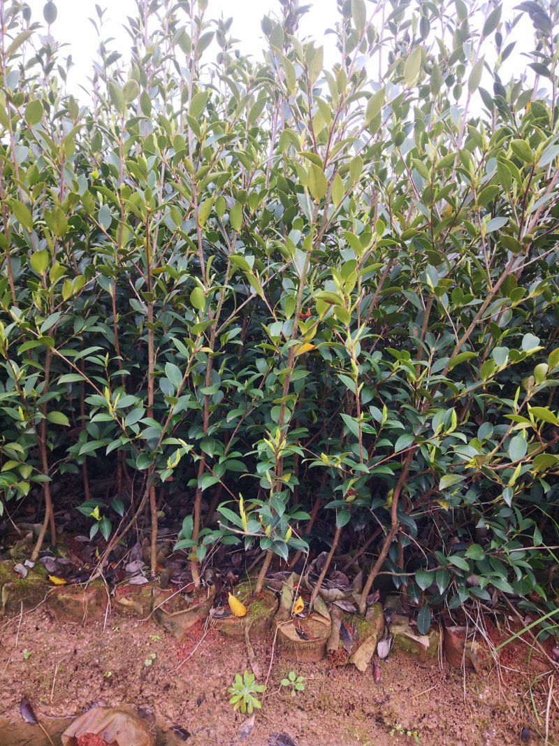 湖南油茶苗高产嫁接三年大杯油茶苗，二年生嫁接茶树苗。