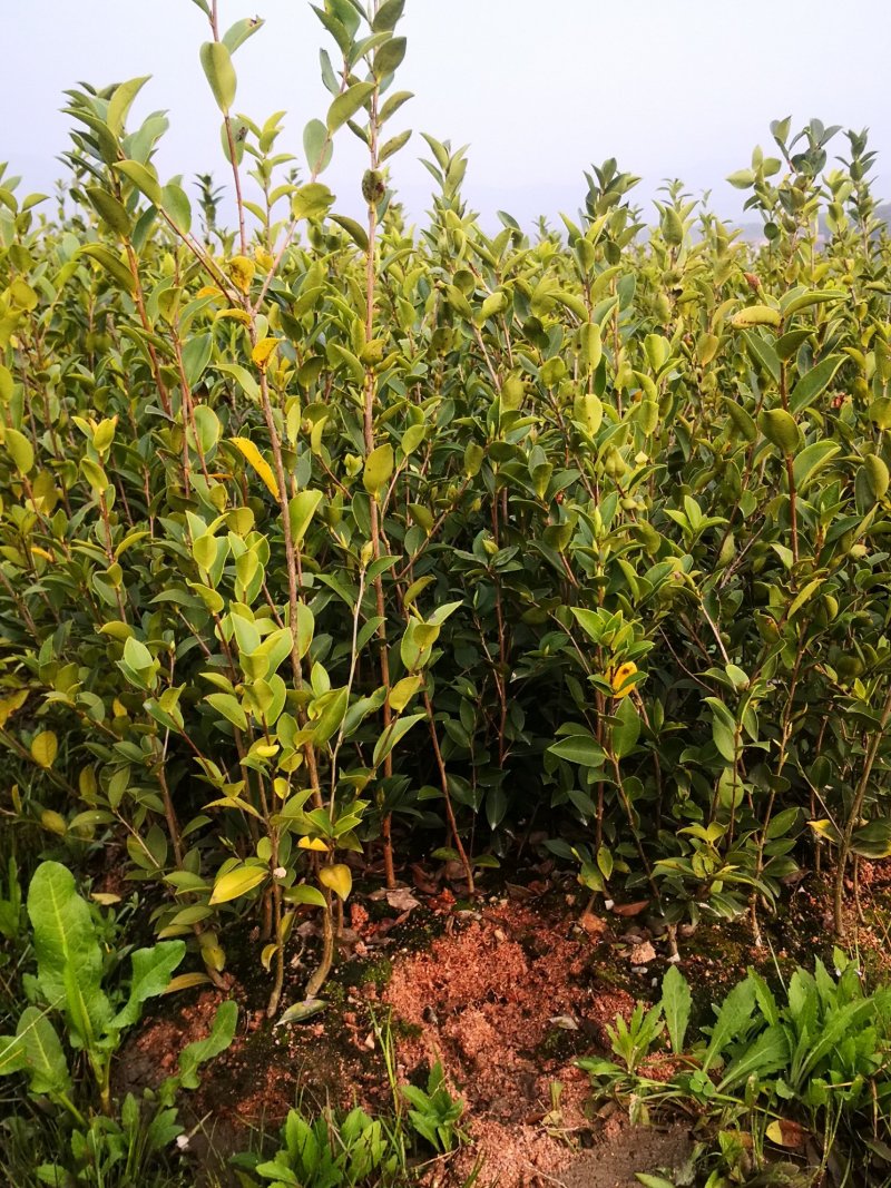 湖南油茶苗高产嫁接三年大杯油茶苗，二年生嫁接茶树苗。