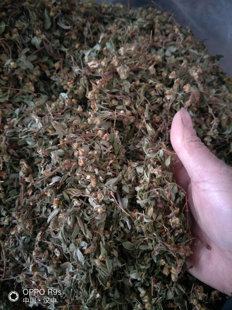 陕西产地野生金银花、药用泡水金银花蕾、金银花苞