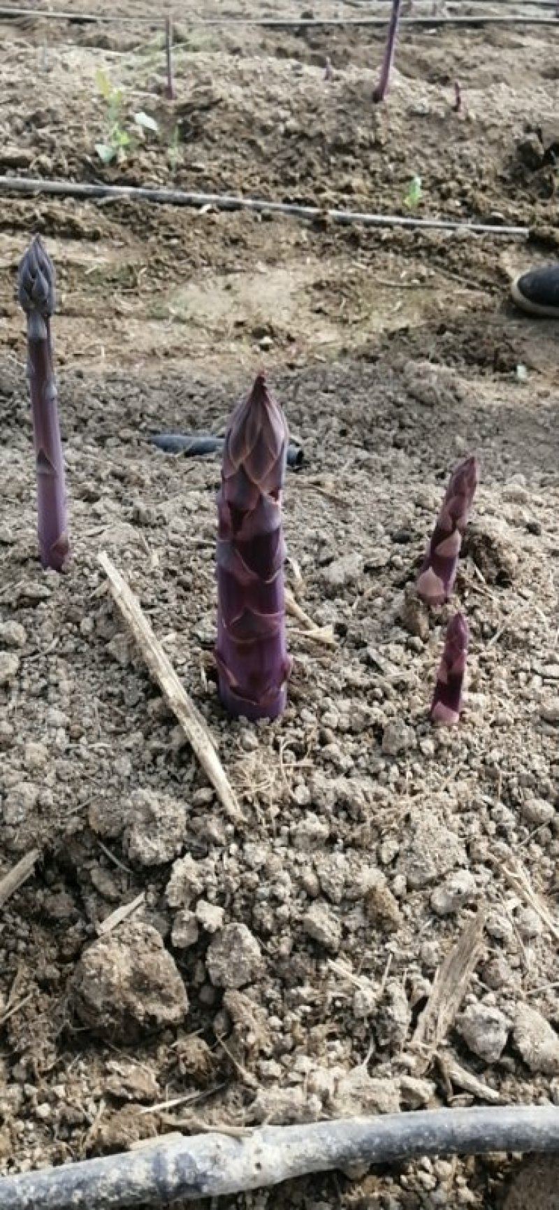紫色芦笋苗紫芦笋苗芦笋苗芦笋种苗基地供应