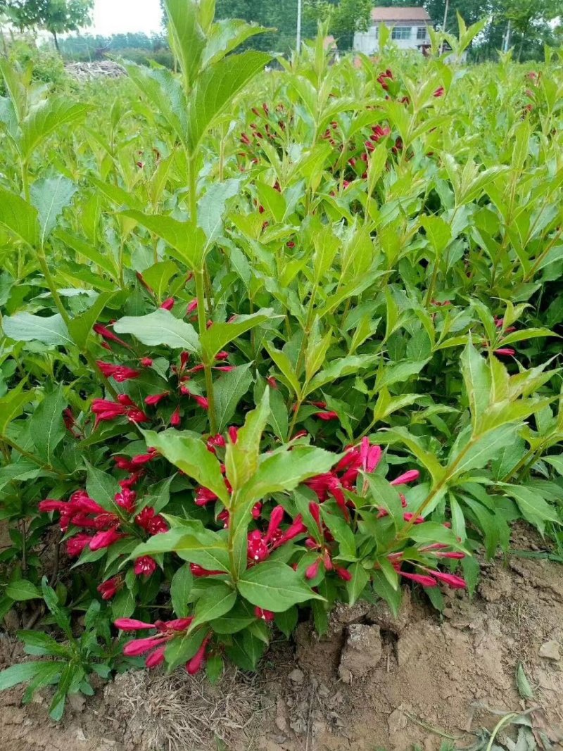 基地直发红王子锦带量大价优报上车价