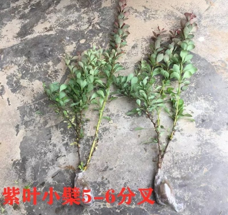 基地直发红叶小波紫叶小檗量大价优报上车价