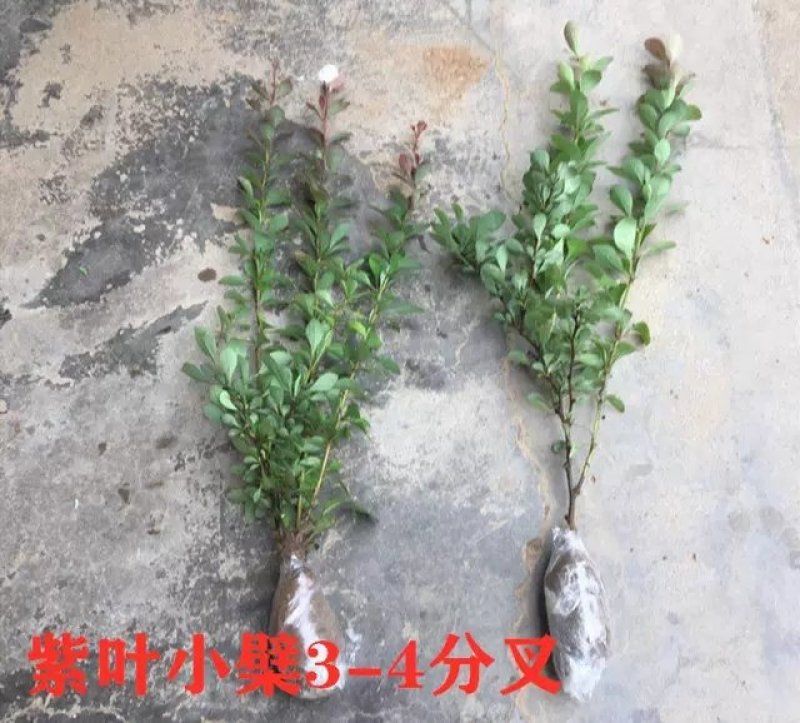 基地直发红叶小波紫叶小檗量大价优报上车价