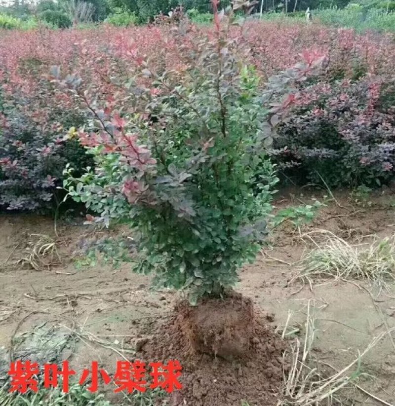 基地直发红叶小波紫叶小檗量大价优报上车价