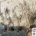 基地直发红叶小波紫叶小檗量大价优报上车价