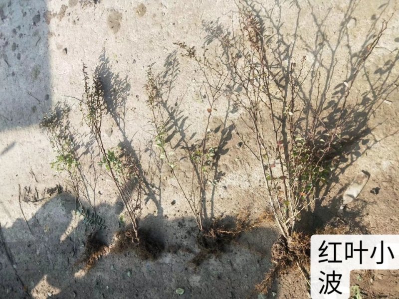 基地直发红叶小波紫叶小檗量大价优报上车价