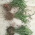 基地直发迎春花量大价优报上车价