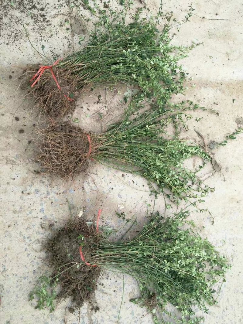 基地直发迎春花量大价优报上车价