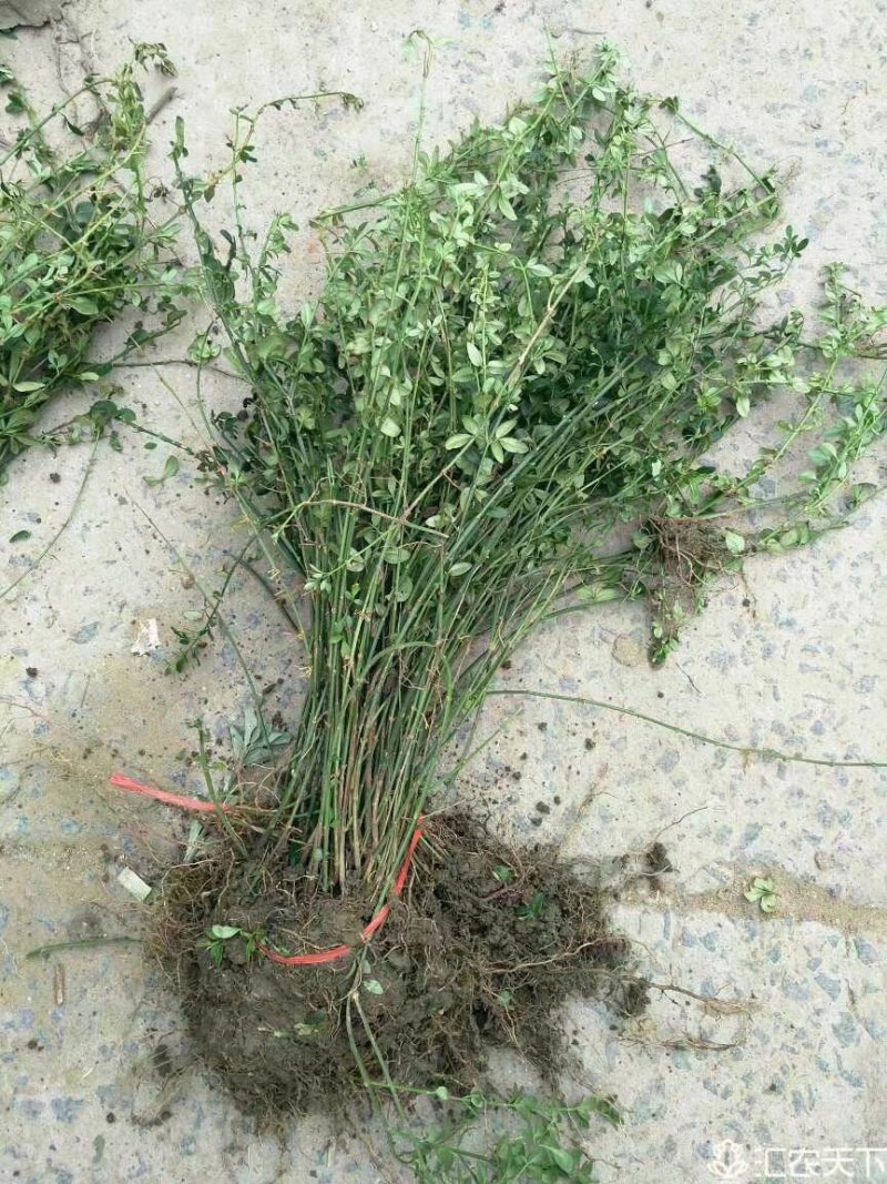 基地直发迎春花量大价优报上车价