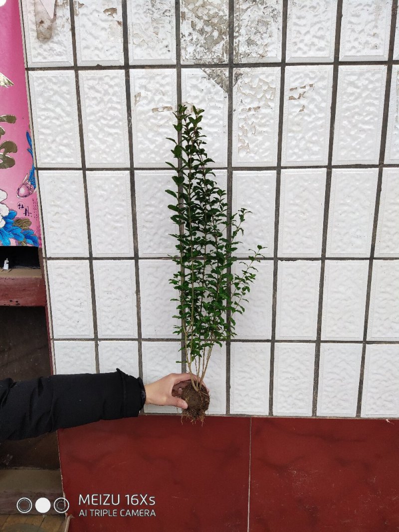 基地直发小叶女贞量大价优报上车价