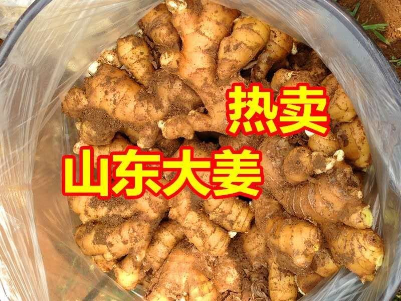 山东小黄姜大姜常年供应2元起货源充足价格优惠全国发货