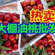 山东大棚油桃四月大量上市，黄肉油桃以质论价！随行就市